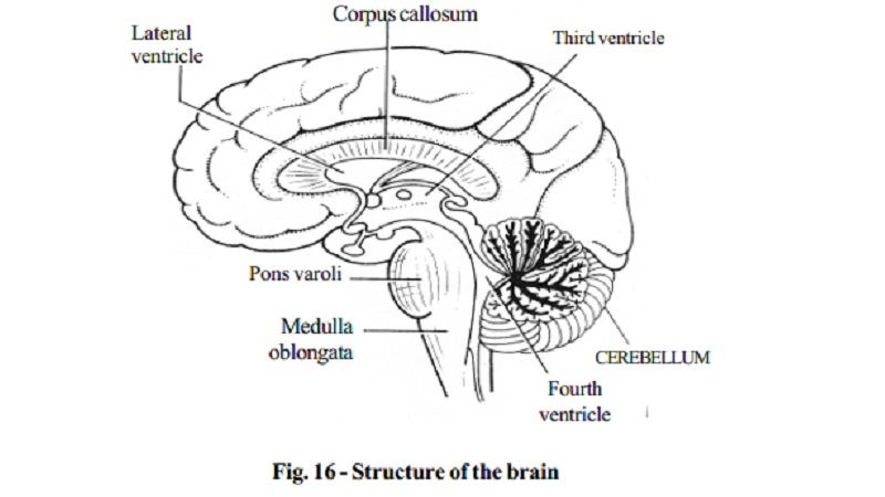 Central Nervous System - The Brain