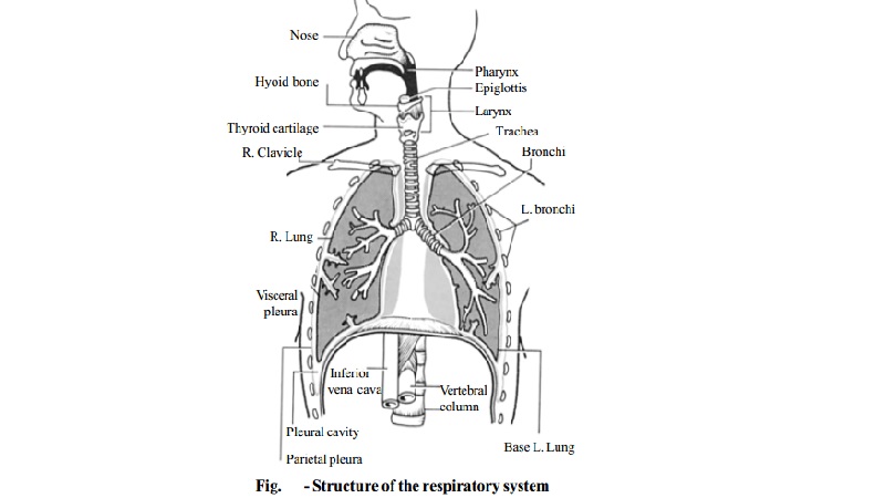 Physiology of Respiration - Exchange of gases, Regulation, Functions, Disorders of Respiration