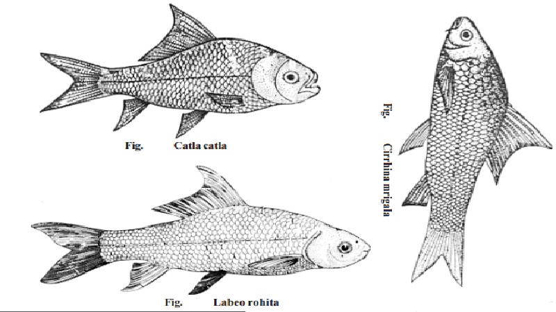 Edible Fishes Of Tamilnadu (India)