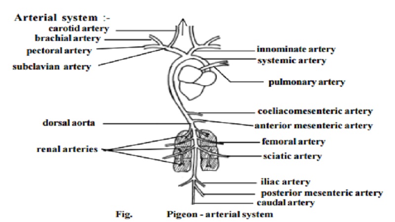 Pigeon - Circulatory system and Venous system