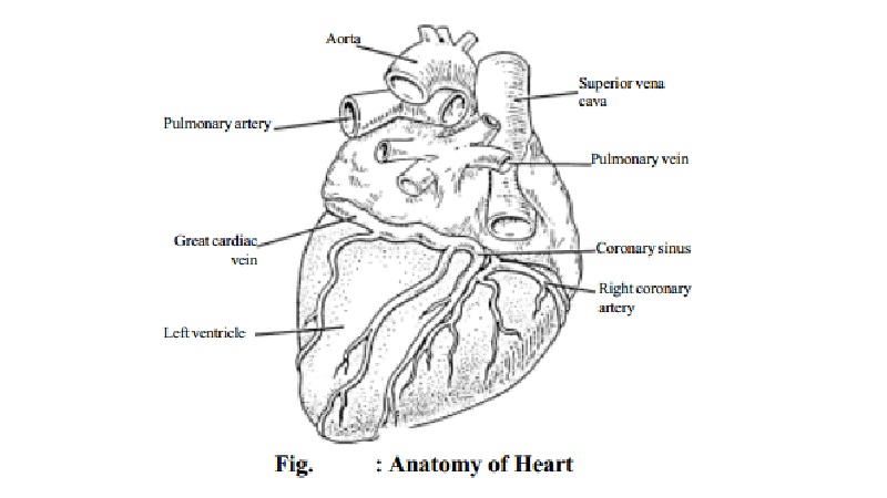 Functions of the Heart and Cardiovascular system