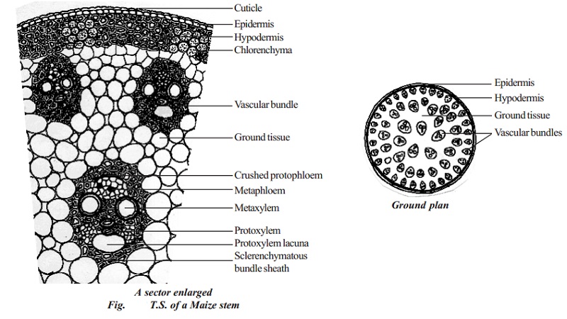 Primary structure of monocot stem - Maize stem
