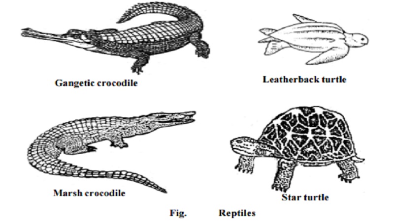 Class : Amniota - Reptilia - sub  phylum - Tetrapoda