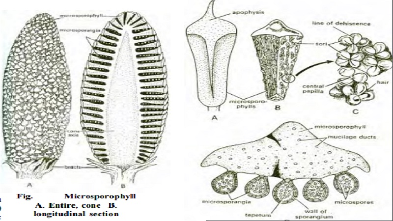 Cycas - Reproduction