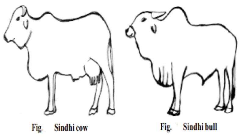 Milch breeds (or) Dairy Cattle breeds : Sindhi (Red Sindhi, Red Karachi), Gir (Kathiawarhi, Surti)