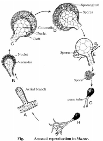 Microscopic diagram of Rhizopus sp  Download Scientific Diagram