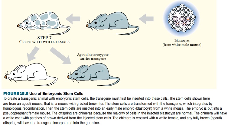 Alternative Approaches to Making Transgenic Animals