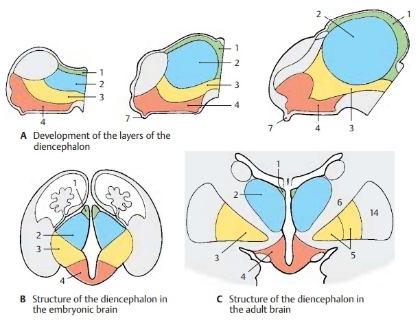 Subdivision Of Diencephalon s Structure