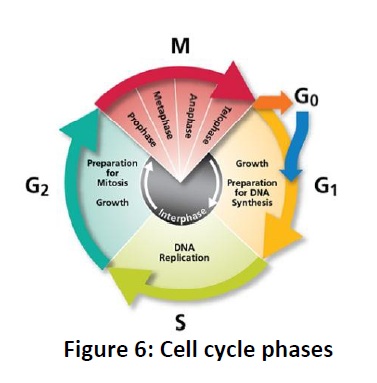 Cell Cycle - Animal Biotechnology