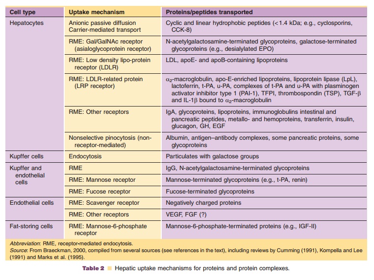 Elimination of Protein Therapeutics - Pharmacokinetics of Protein ...