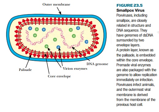smallpox virus diagram