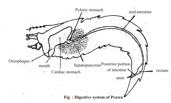 Prawn: Classification, External Features, Digestive System, Method of  Dissection