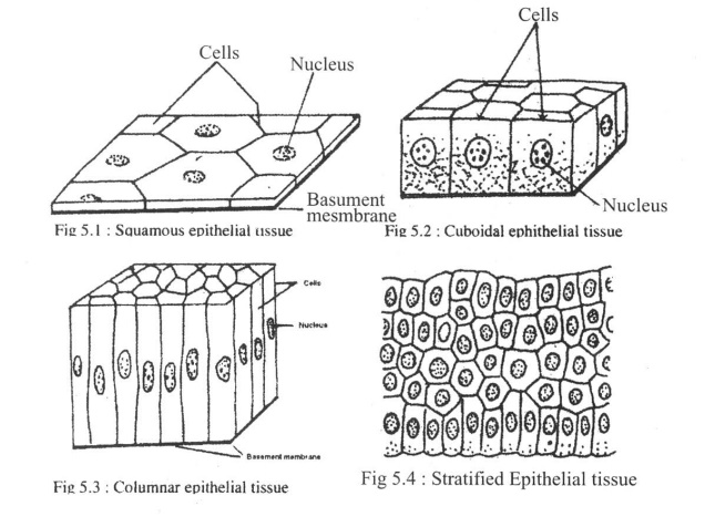 Structural Characteristics, Function and Location of Epithelial Tissue