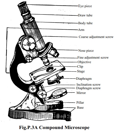 Compound Microscope Parts, Functions, and Labeled Diagram - New York  Microscope Company