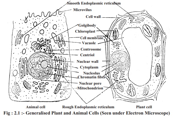 Structure and Nature of Living Cell