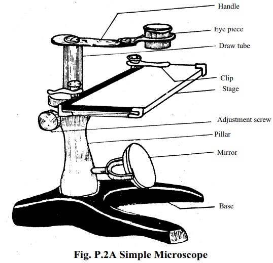 Draw Microscope Diagram Sketch Template  Coloring pages Diagram Draw
