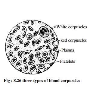 white blood cell parts