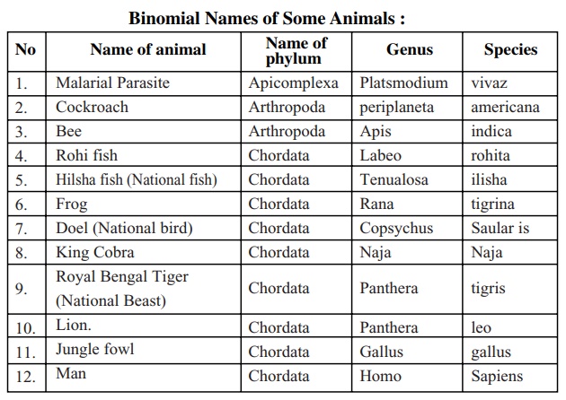 Animal Taxonomy