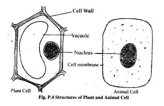 Study of the Structure of Plant and Animal Cells