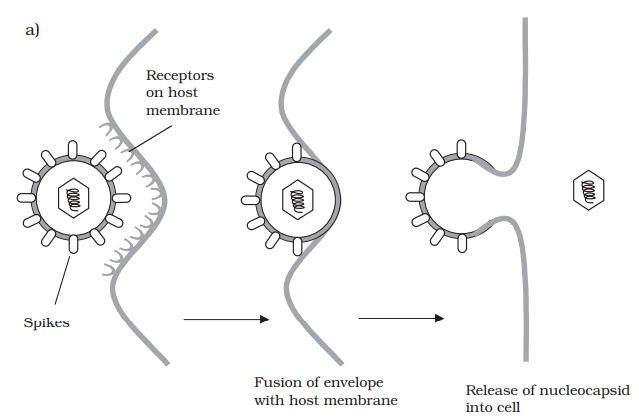 Replication cycles in animal viruses