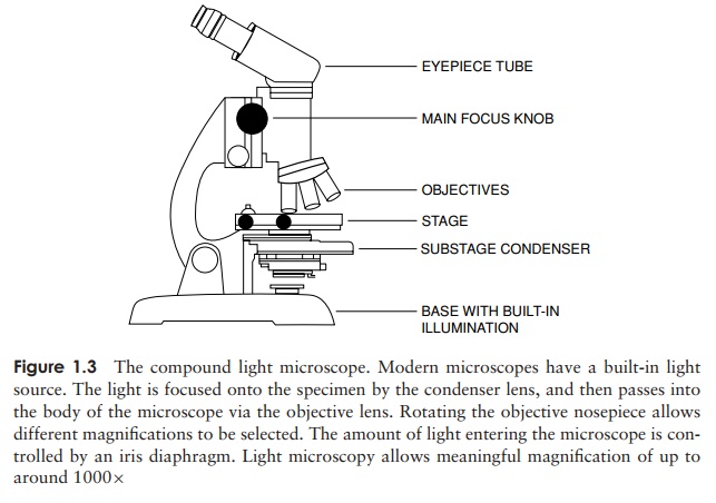 Simple Microscope  Definition Structure and Applications