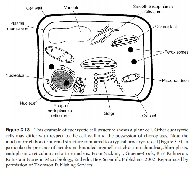 A Well-labelled Diagram Of Animal Cell With Explanation