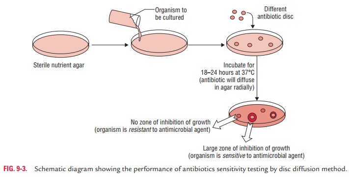 Antibiotic Sensitivity Testing