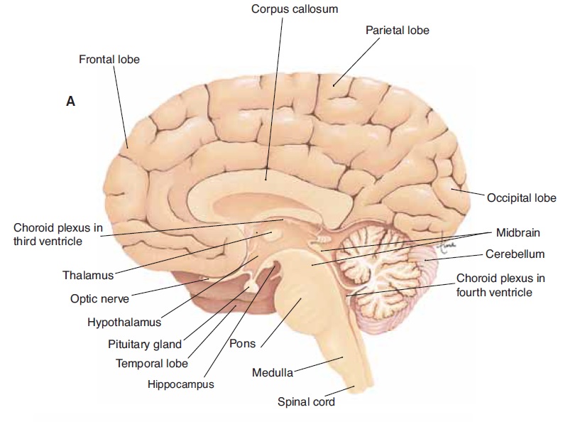 inside brain parts
