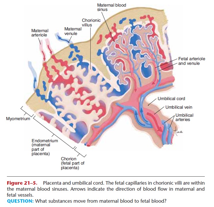 placenta and umbilical cord diagram