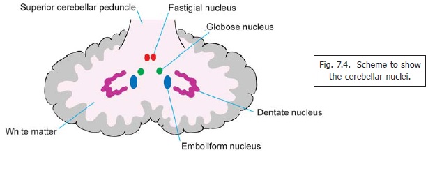 Grey Matter Of The Cerebellum Gross Anatomy Of The Cerebellum