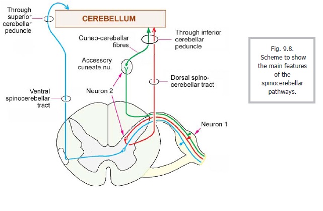 Spinocerebellar Pathways Tracts Of Spinal Cord And Brainstem Spinocerebellar Pathways Tracts Of Spinal Cord And Brainstem