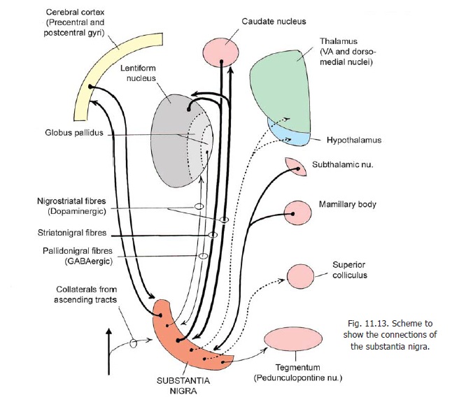 The Midbrain - Internal Structure of Brainstem
