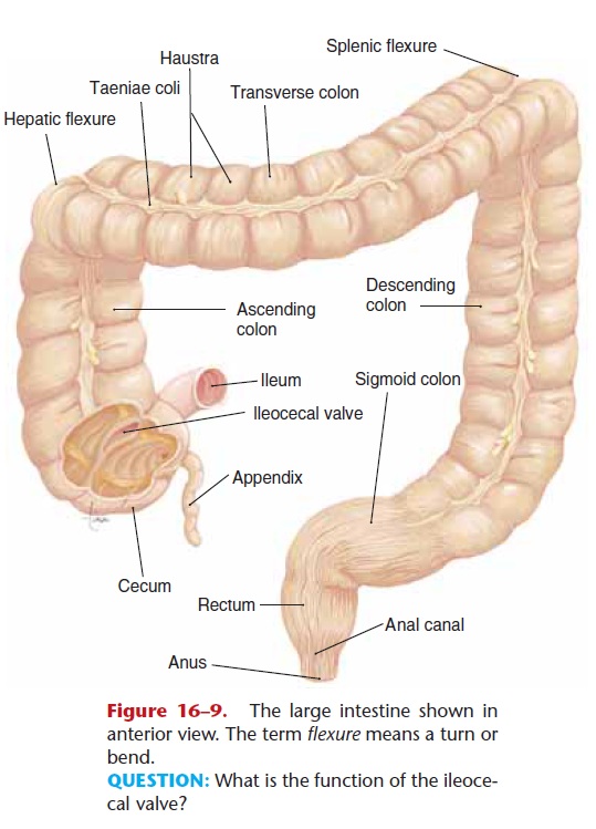 Structural Layers of the Alimentary Tube