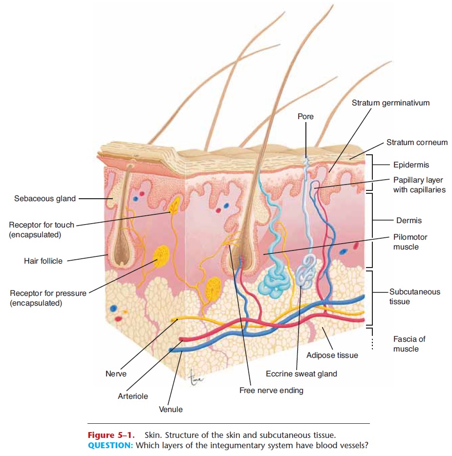 Layers Of Skin Labeling At Katherine Edmunds Blog