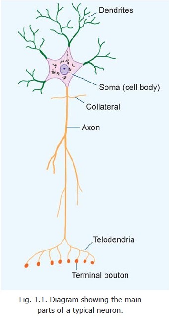 Schematics of a typical neuron. A typical neuron consists of the