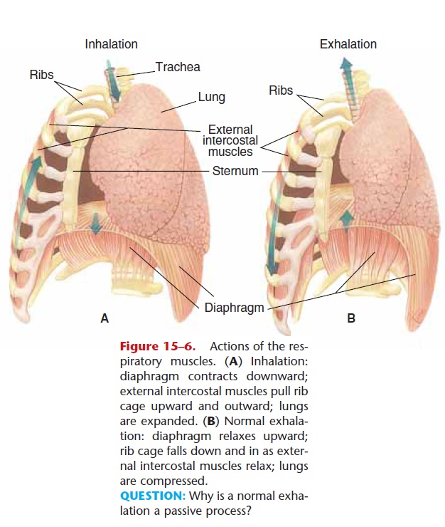 Mechanism Of Breathing