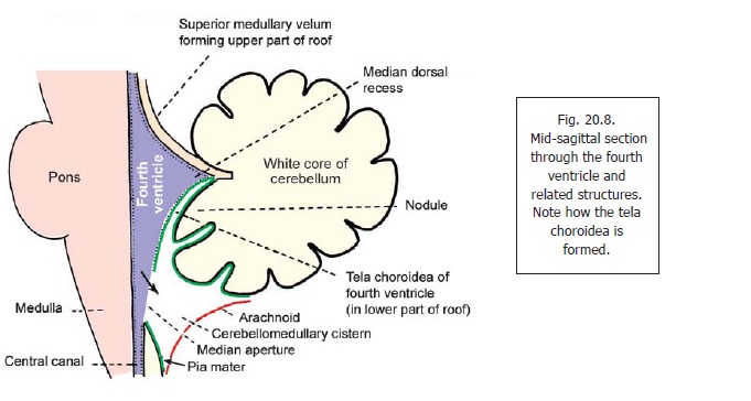 Anatomy Of Fourth Ventricle Ventricle Brain Britannica