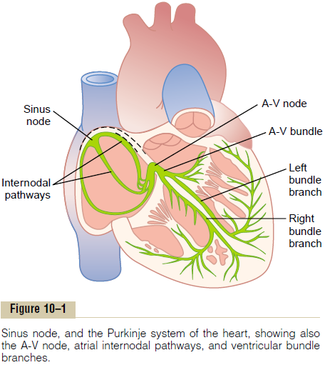 atrioventricular node