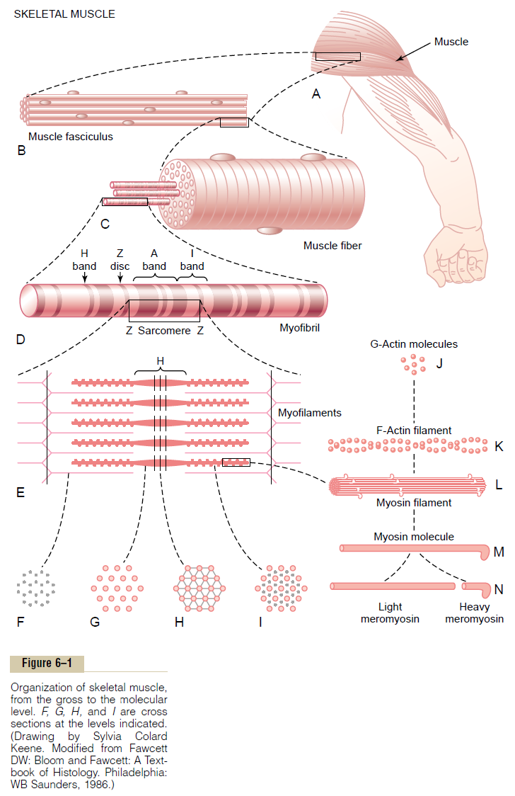 Строение скелетного мышечного волокна. Мышечное волокно состоит из миофибрилл. Саркомер скелетной мышцы. Схема компонентов мышечного волокна. Миофибрилла скелетного мышечного волокна.