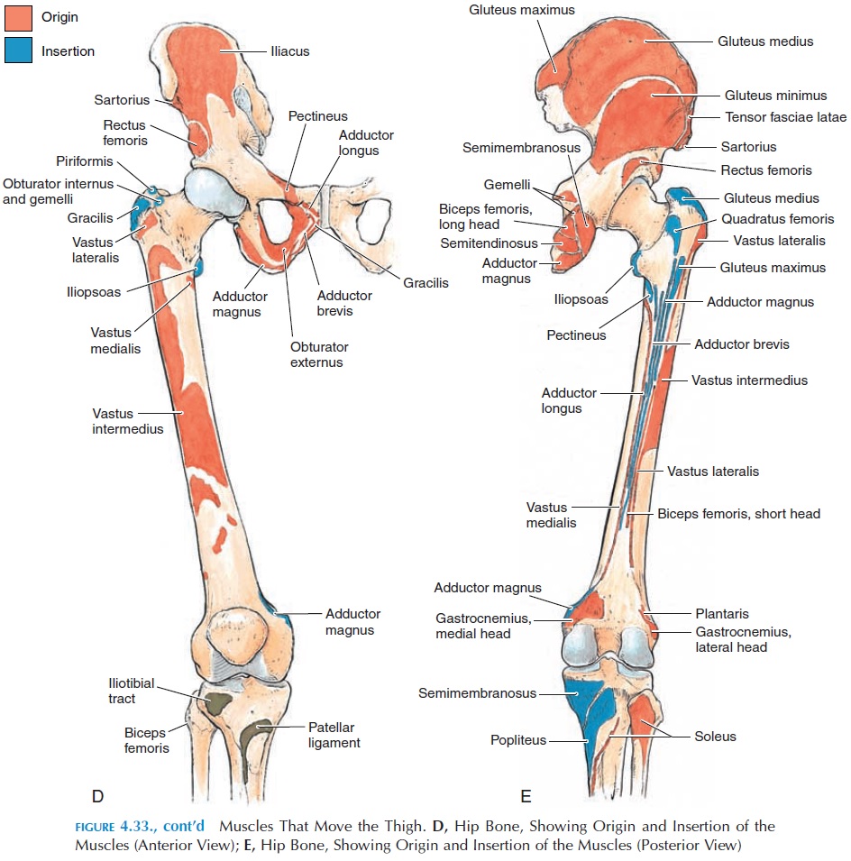 Gluteus Maximus Muscle - Function, Origin & Insertion - Human Anatomy