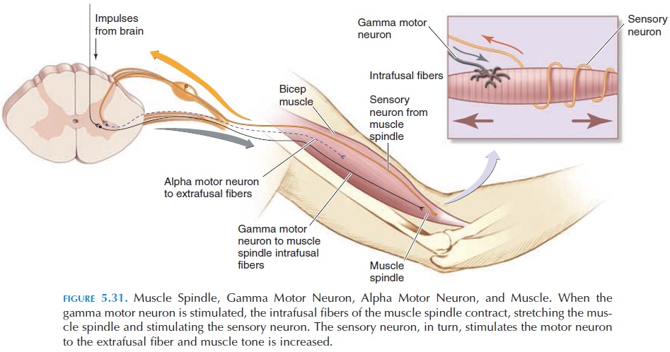 gamma motor neurons
