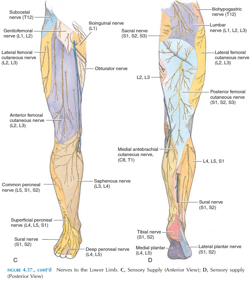 lower limb muscles