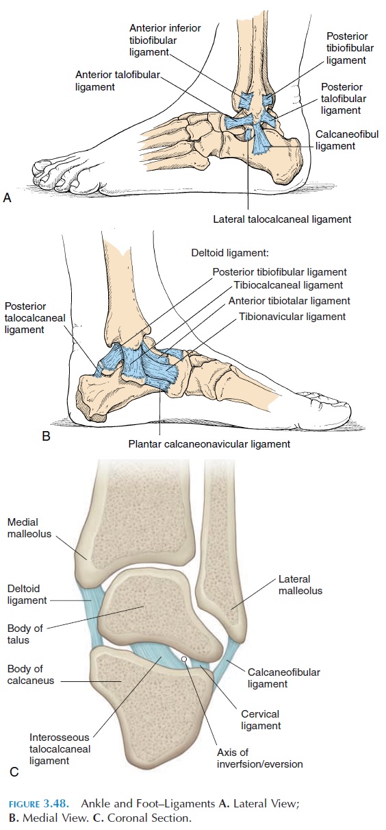 The Ankle Joint and Joints of the Foot