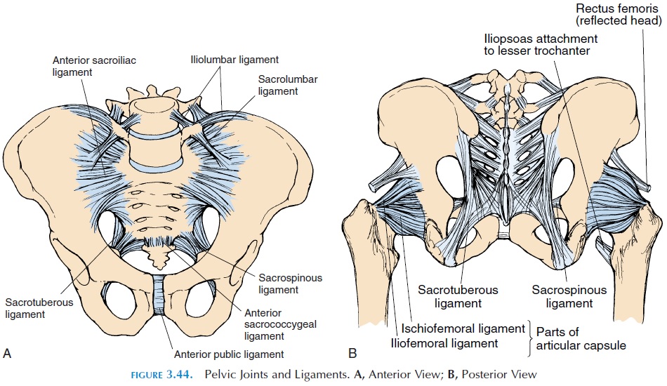 Sacroiliac Joint