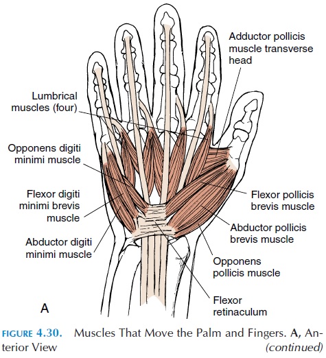 Appendicular Musculature - Origin and Insertion of Muscles