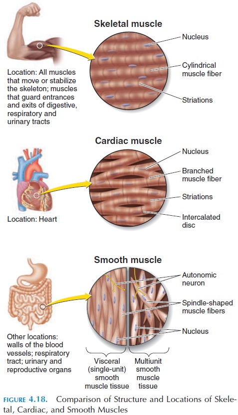 smooth cardiac skeletal muscle diagram