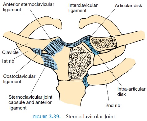 Joints & Ligaments of Pectoral Girdle 