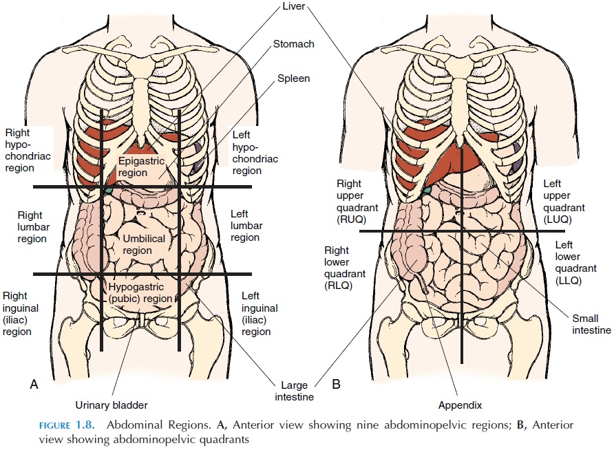 Region Anatomy Flank Pain Information Mount Sinai New York Region Anatomy Flank Pain Information Mount Sinai New York