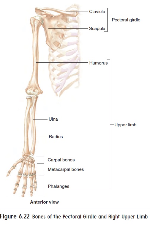Appendicular Skeleton Upper Limb