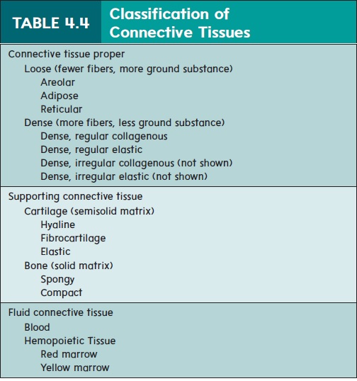 Classification Of Connective Tissue